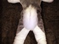 1255310235.ra-fluffsky_paws_agansd_the_wall.jpg